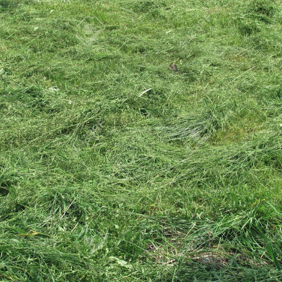 Свежескошенная трава